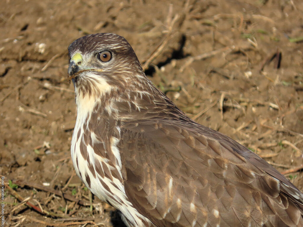Buse variable