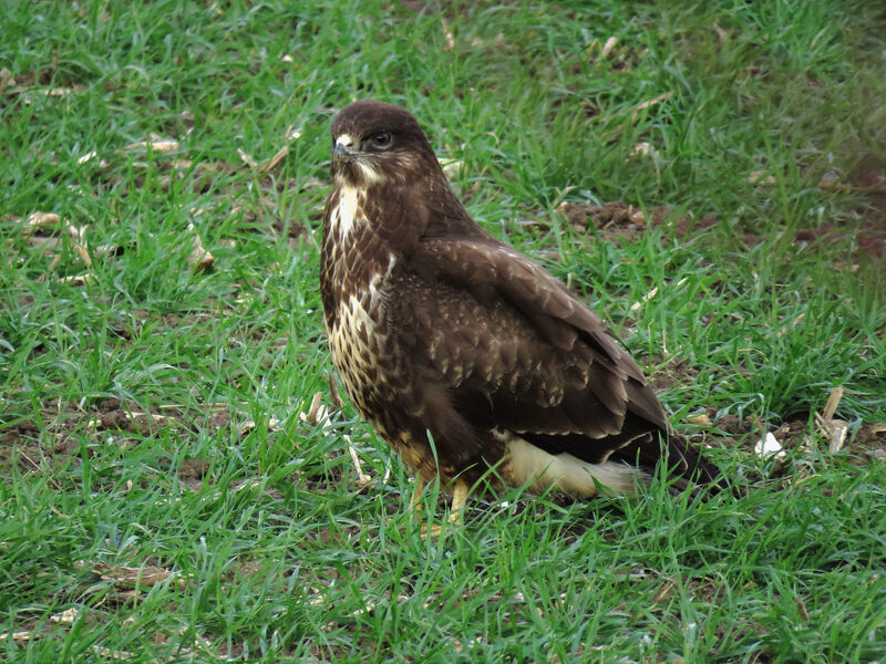 Common Buzzard