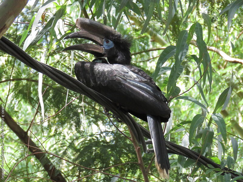 Black-casqued Hornbill