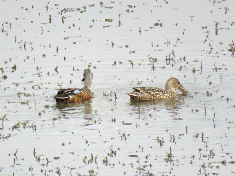 Australasian Shoveler