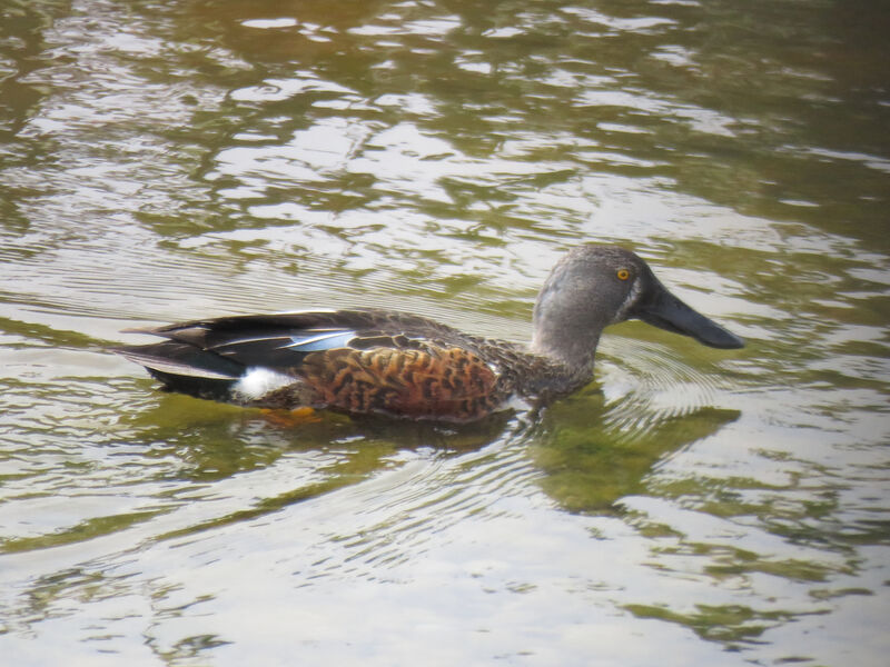 Canard bridé mâle