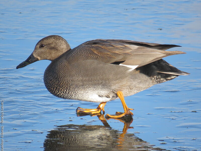 Canard chipeau mâle