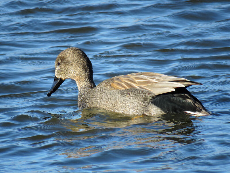 Canard chipeau mâle