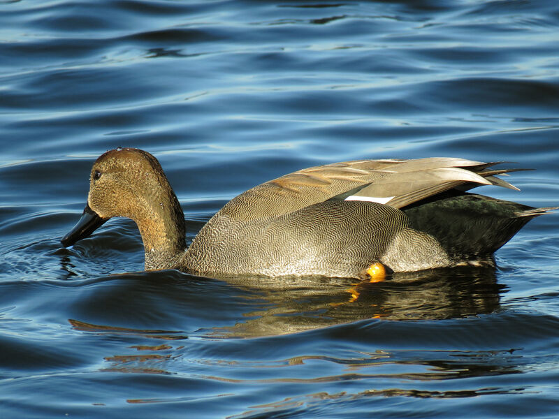 Canard chipeau mâle