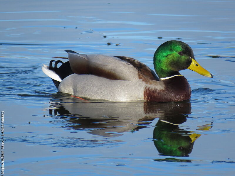 Canard colvert mâle