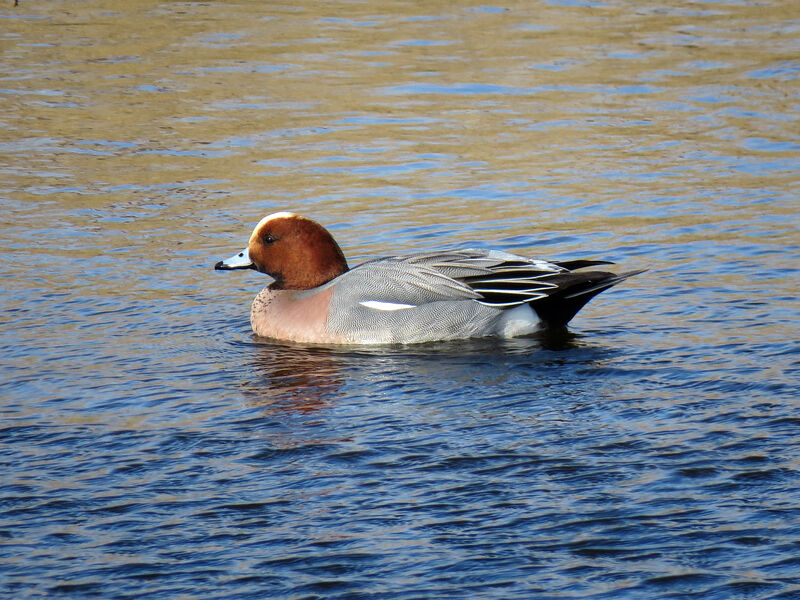 Canard siffleur