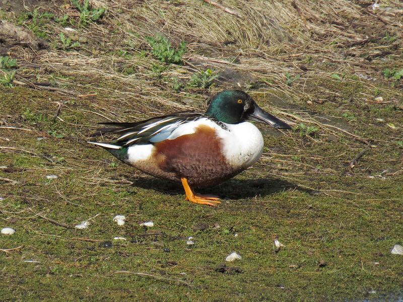 Northern Shoveler male