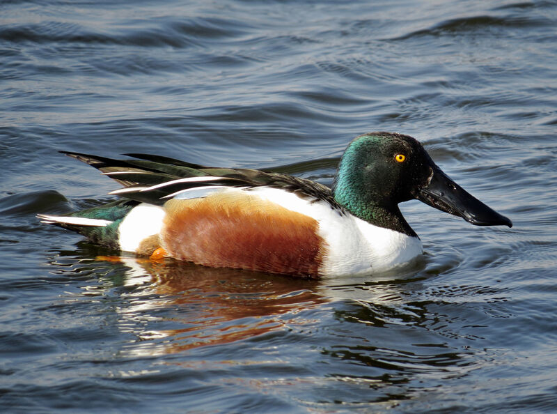 Canard souchet mâle