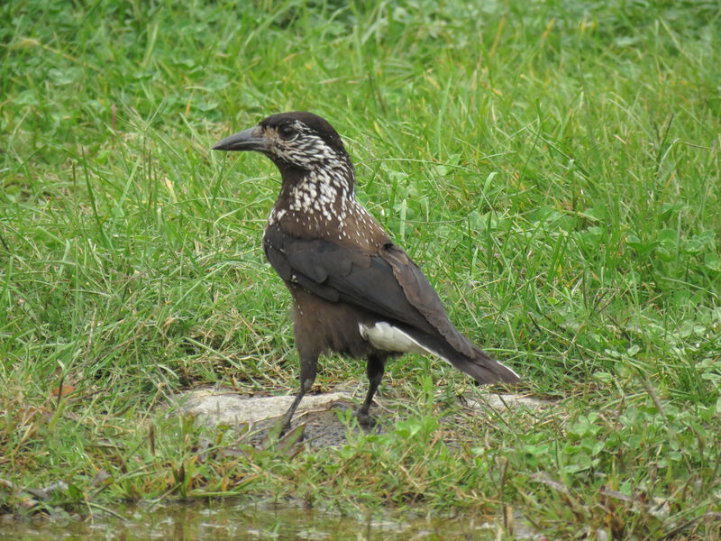 Spotted Nutcracker