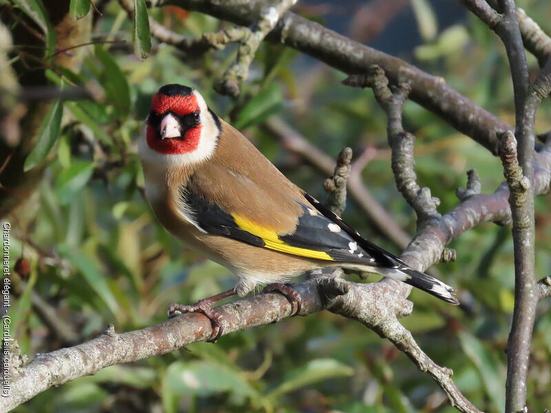 European Goldfinch