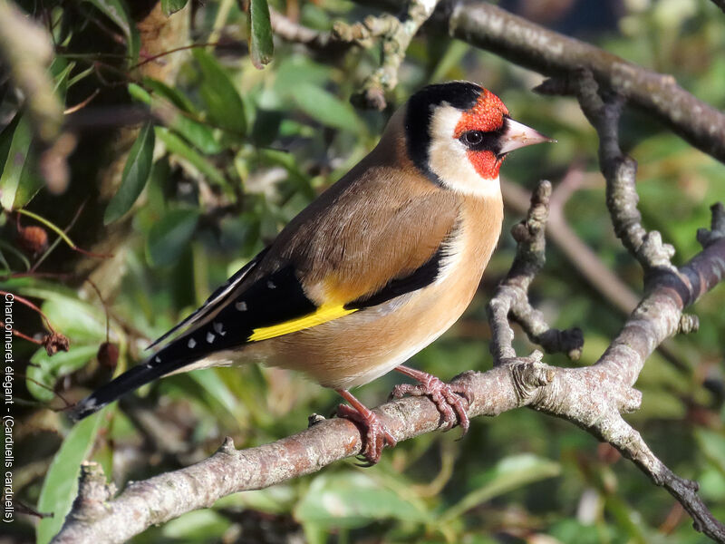 Chardonneret élégant