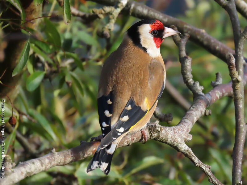 Chardonneret élégant