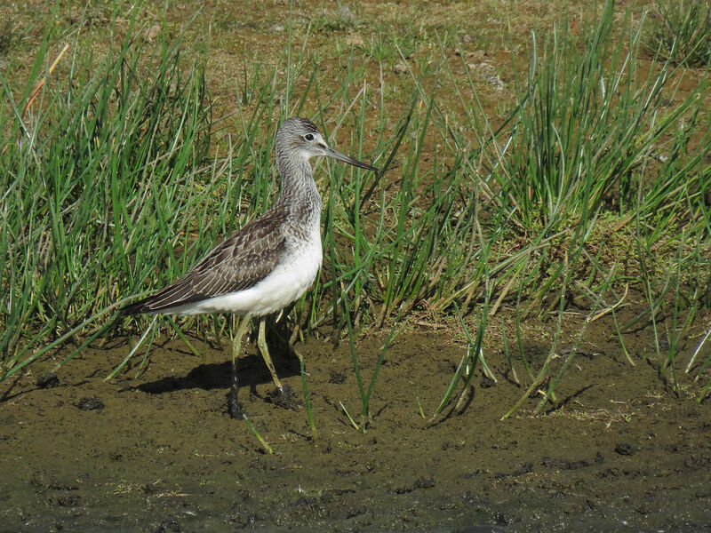 Common Greenshank