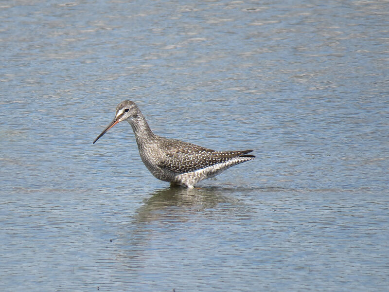 Spotted Redshank