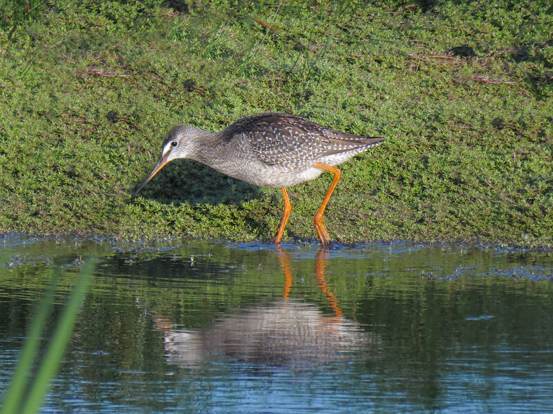 Spotted Redshank