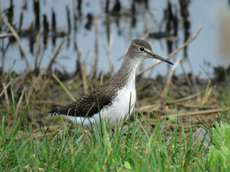 Green Sandpiper