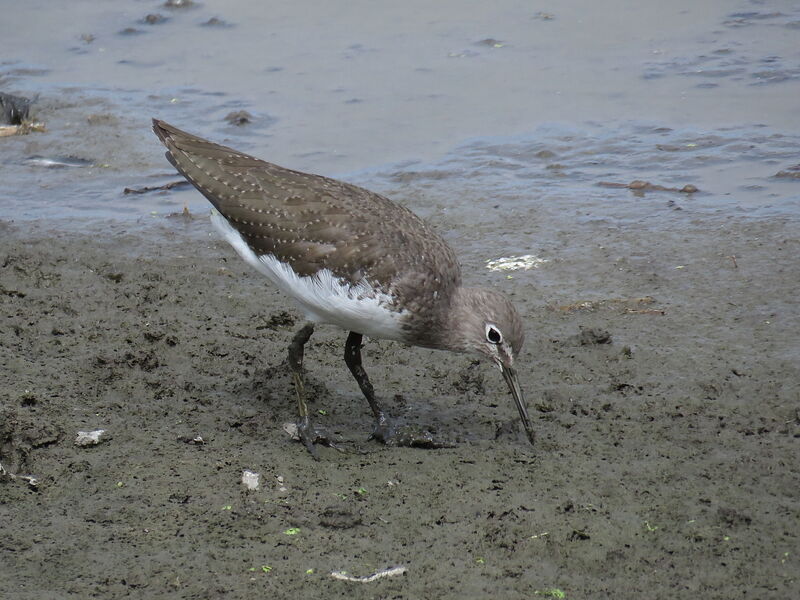 Green Sandpiper