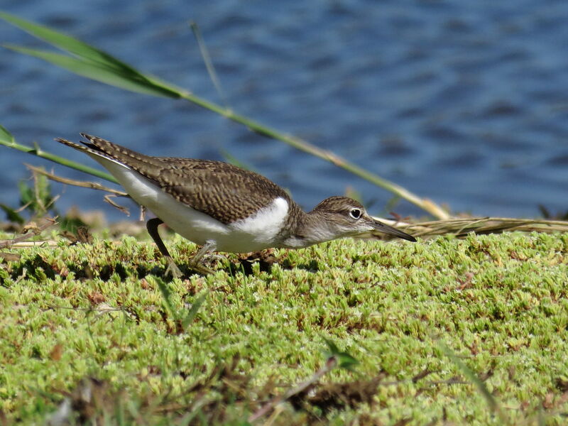 Common Sandpiper