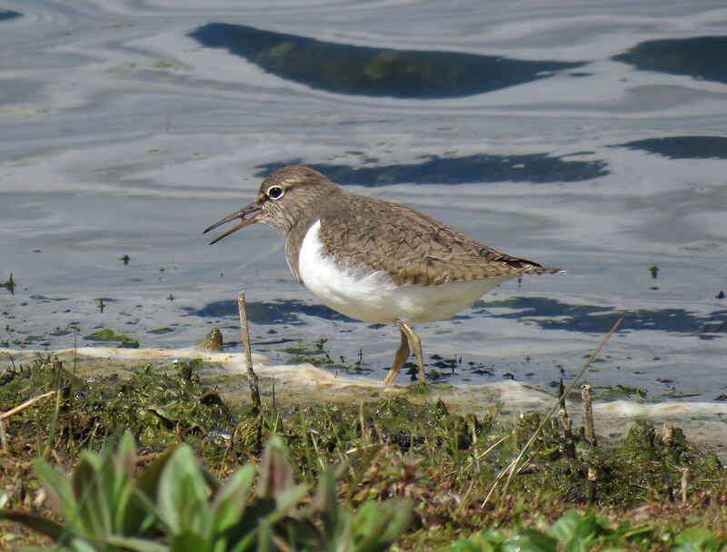 Common Sandpiper