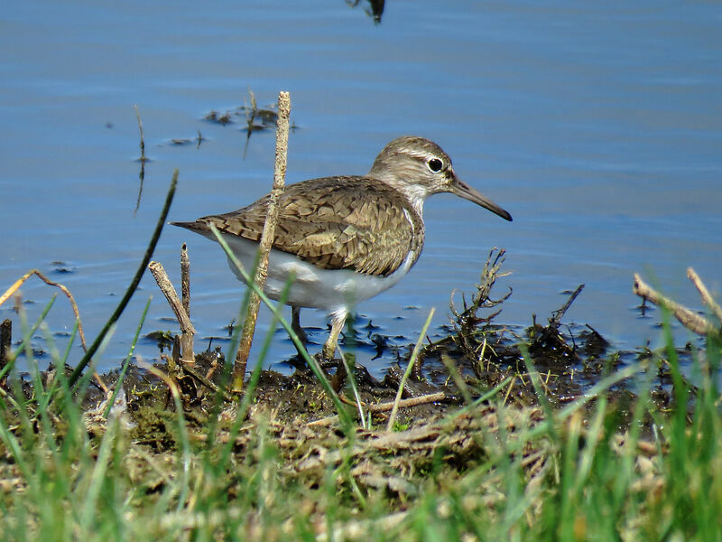 Common Sandpiper