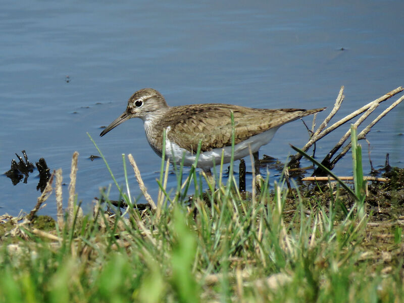 Common Sandpiper