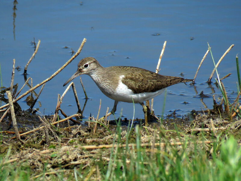 Common Sandpiper