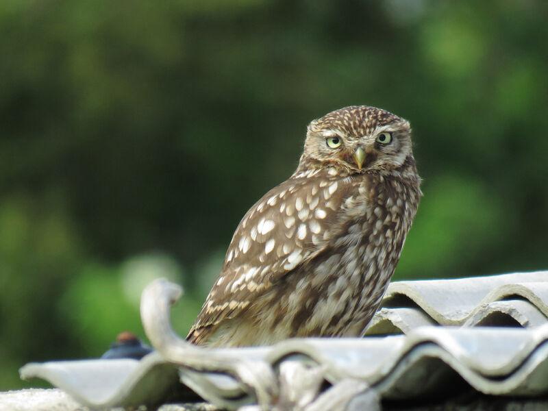 Little Owl