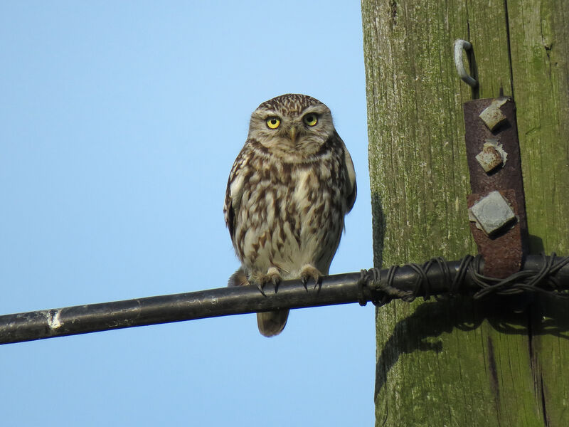 Little Owl