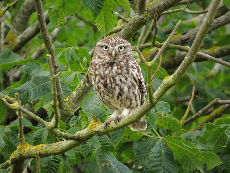 Little Owl