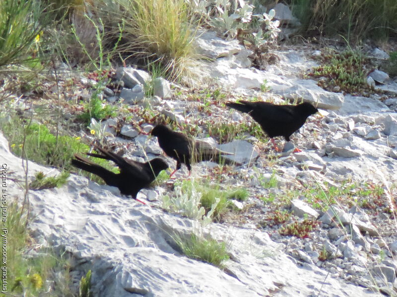 Alpine Chough