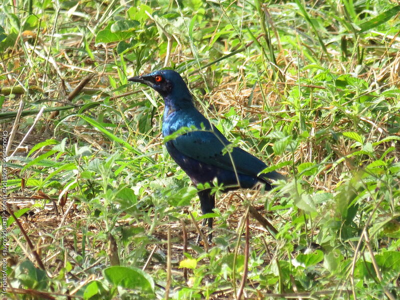 Choucador à oreillons bleus