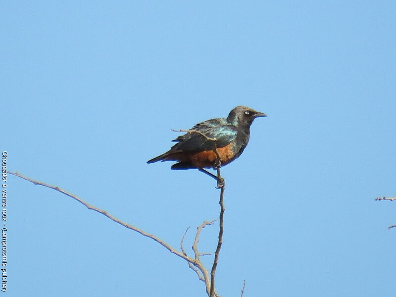 Chestnut-bellied Starling