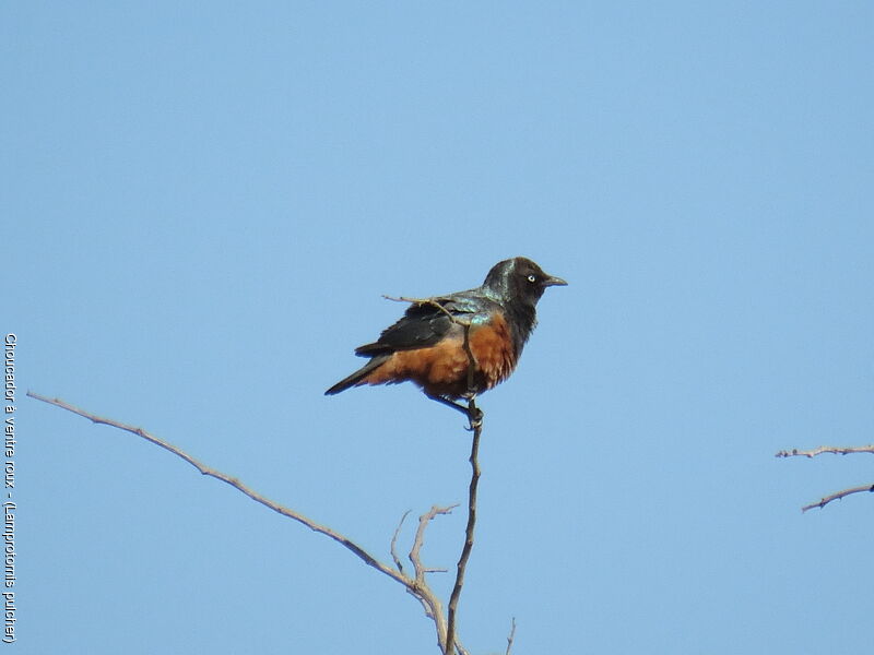 Chestnut-bellied Starling