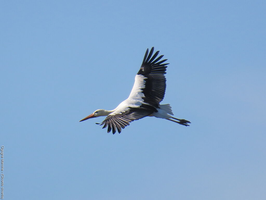 White Stork