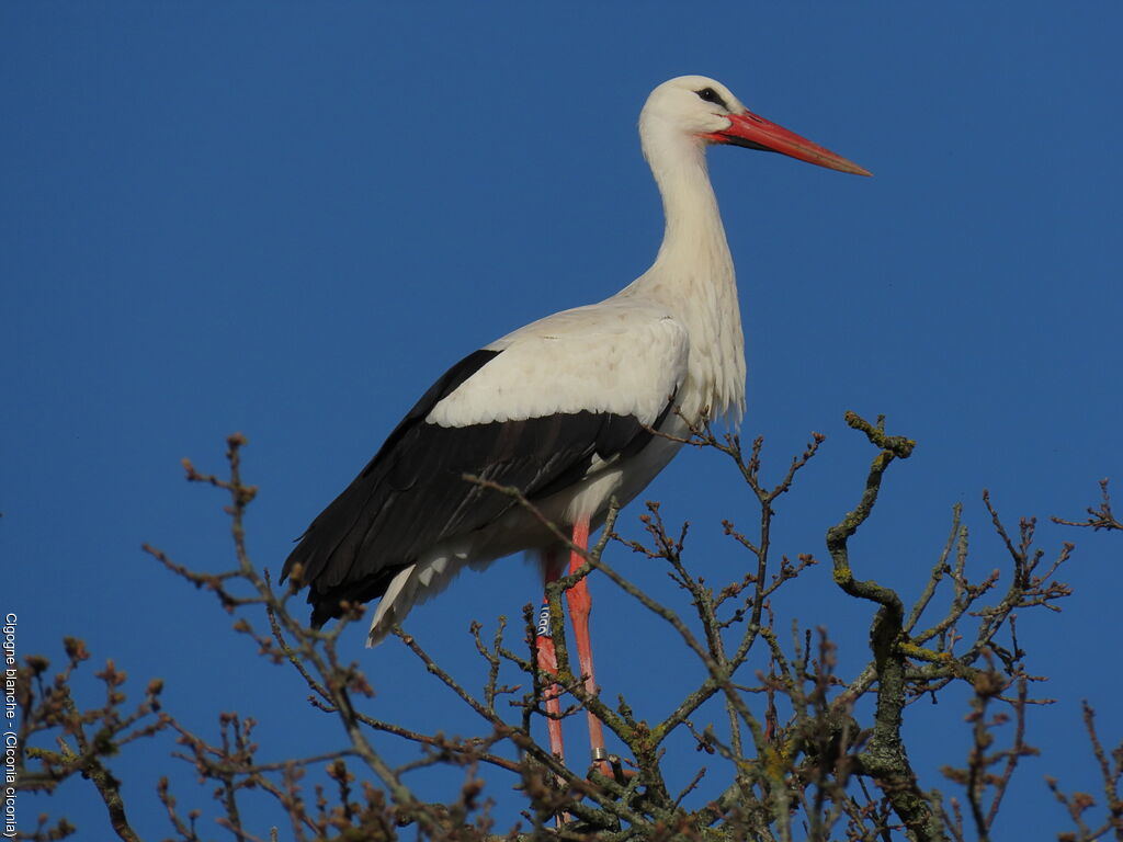 White Stork