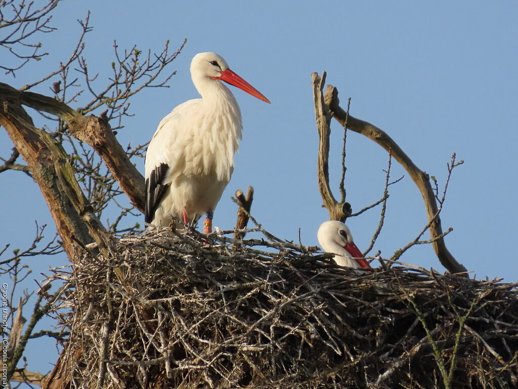 White Stork