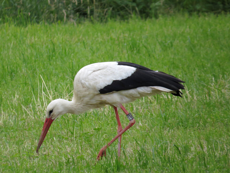 Cigogne blanche