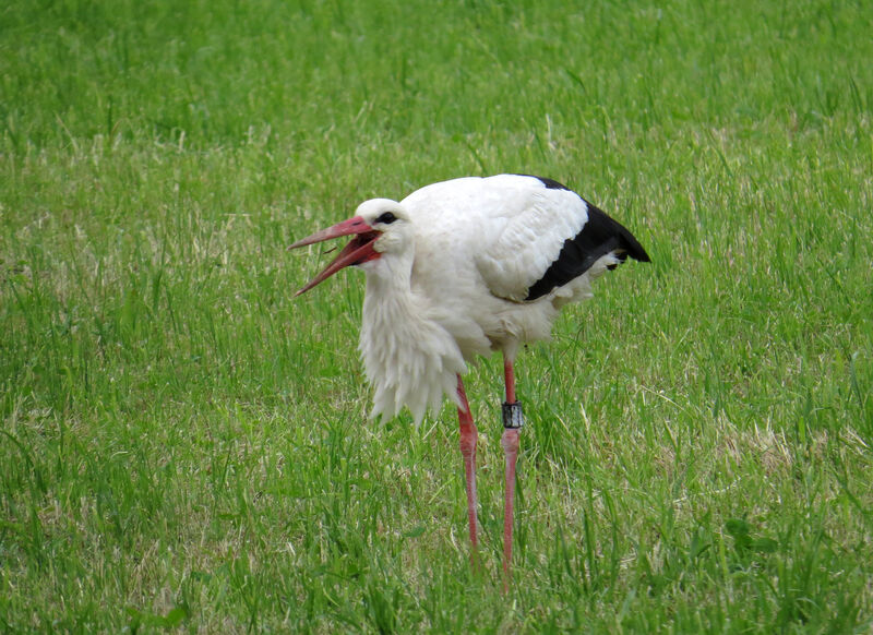 Cigogne blanche