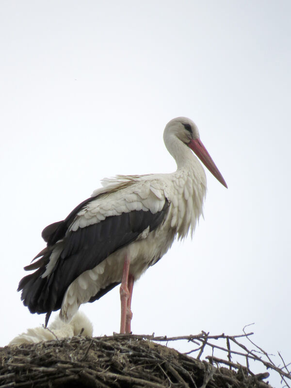 White Stork