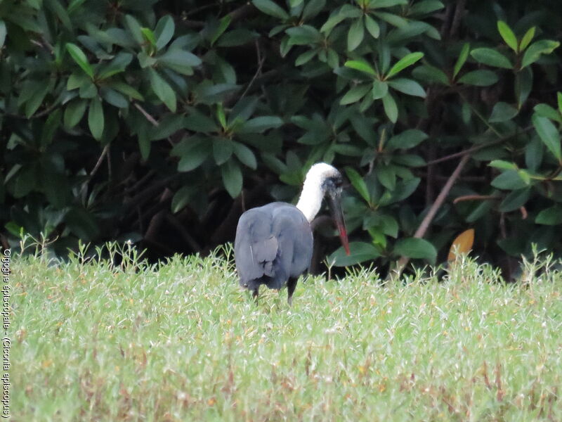 Cigogne épiscopale