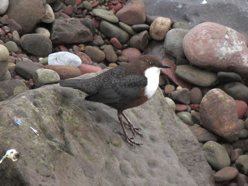 White-throated Dipper