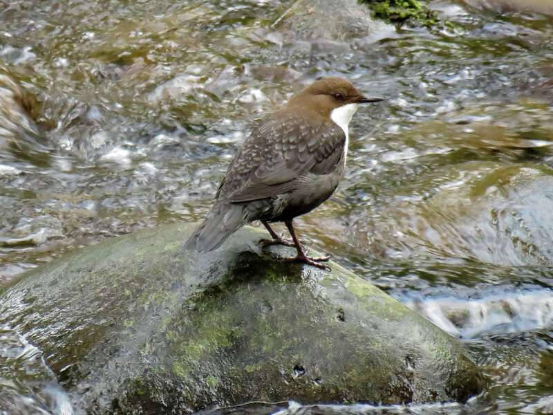 White-throated Dipper