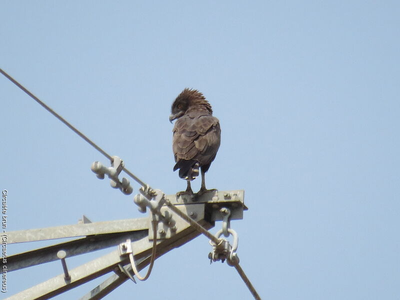 Brown Snake Eagle