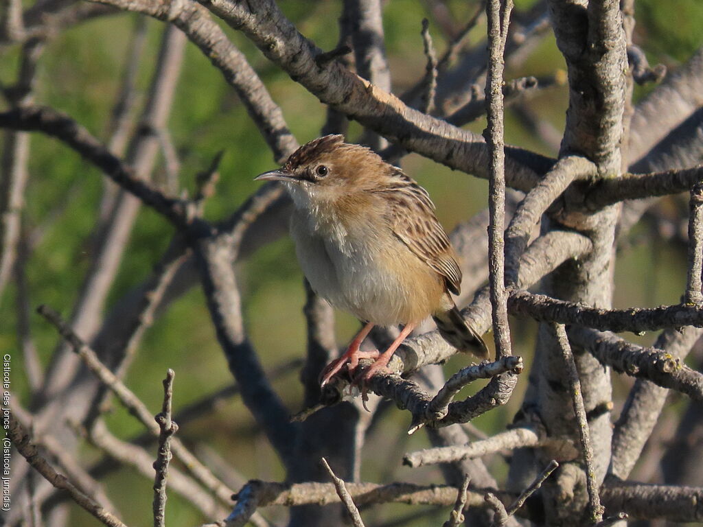 Zitting Cisticola