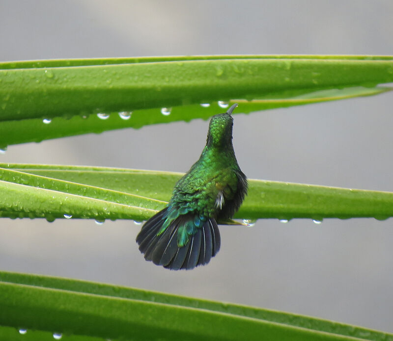 Green-throated Carib