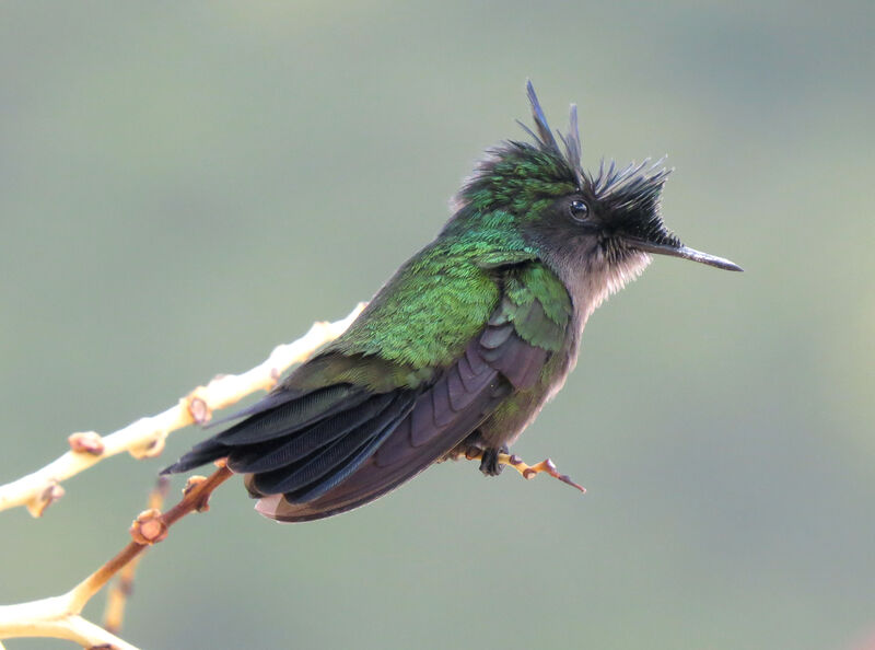 Antillean Crested Hummingbird