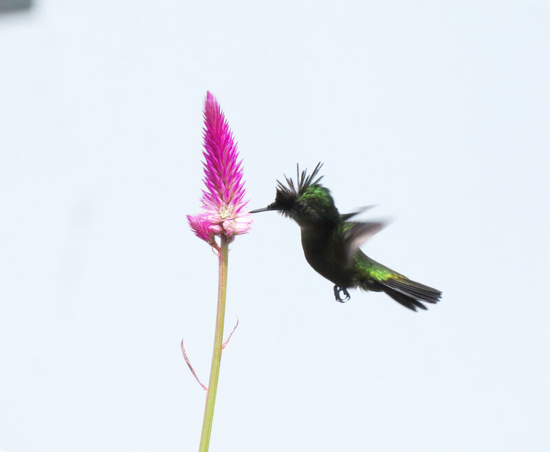 Colibri huppé