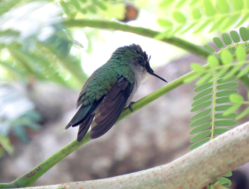 Antillean Crested Hummingbird