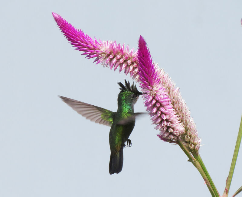 Antillean Crested Hummingbird