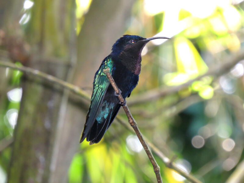 Purple-throated Carib